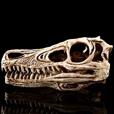 Velociraptor Fossil Head Skull Prehistoric Statue Dinosaur Skeleton Replica 24cm • $49.99