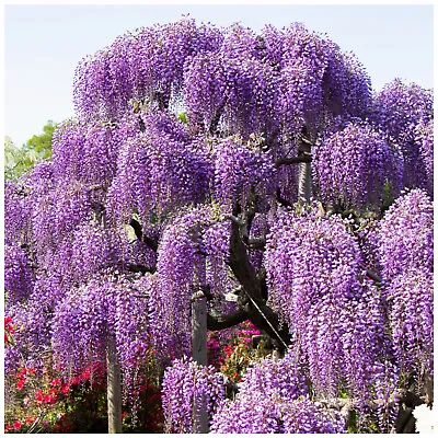 £21.99 • Buy Wisteria Sinensis / Chinese Wisteria In 2L Pot, Fragrant Flowers