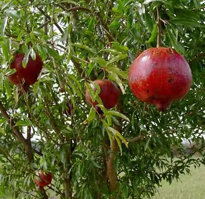 Pomegranate - 'Wonderful' - Punica Granatum - Actively Growing Live Plant • $9.99