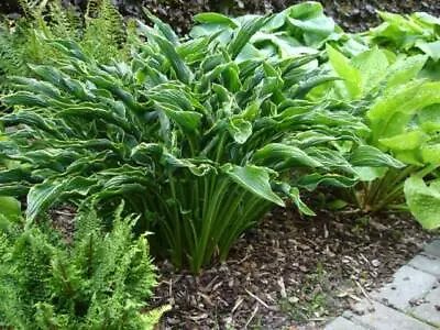 £13 • Buy Hosta Praying Hands Garden Plant In 9cm Pot Or Bareroot