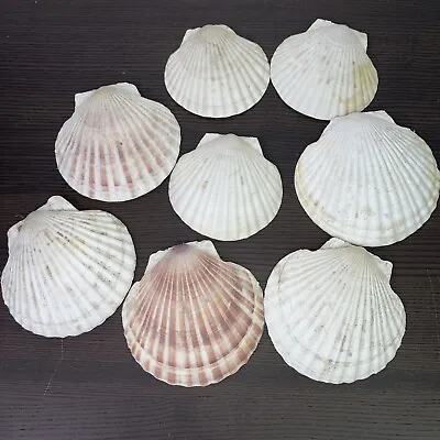 $13.88 • Buy Lot Of 8 Scallop Shells 5-5.5” For Crafts Baking Etc.