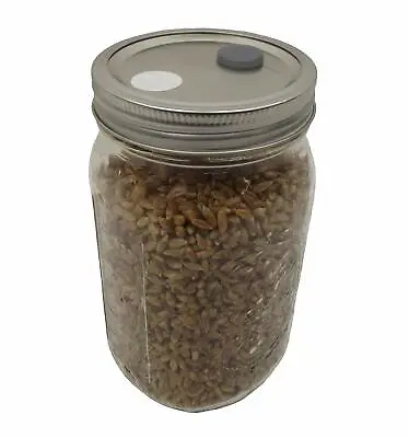 Sterilized Rye Grain (Rye Berry) Mushroom Substrate Growing Jars 1 - 12 Jars • $24