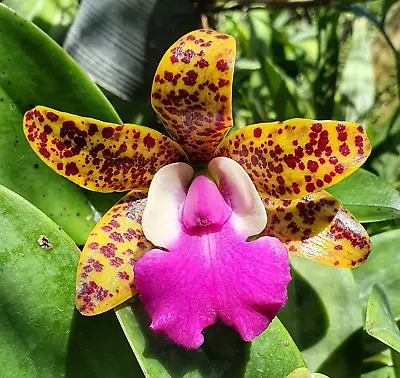 Cattleya Ratsima Spot (Fragrant) • $22