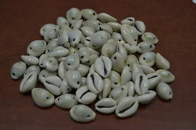70 Pcs Drilled 2 Holes Grayish Ring Top Cowrie Sea Shell Beads #n-845 • $6
