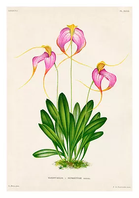 Masdevallia Henriettae By Jean Linden Orchids A4 Art Print Flower Art • $16.17