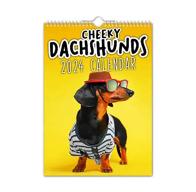 Cheeky Dachshunds - 2024 Wall Calendar Fun Dogs Wall Calendar HOT • £9.02