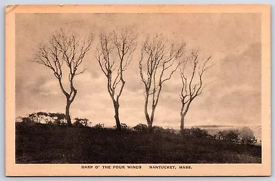 Postcard MA Nantucket Trees Harp O' The Four Winds Marshall Gardiner H37 • $14.99