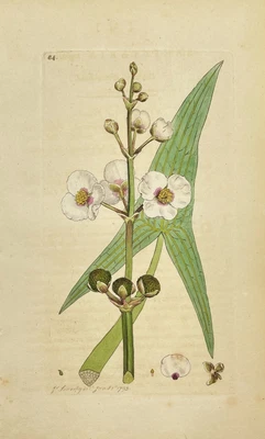 £53.95 • Buy Antique Flower Print - Botanical Art Print - Sagittaria - James Sowerby