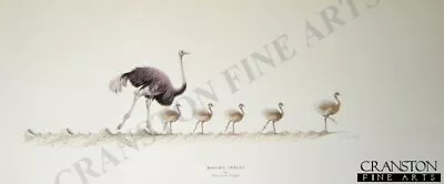 £20 • Buy   Wildlife Art Print Making Tracks By Warwick Higgs. Solomon And Whitehead