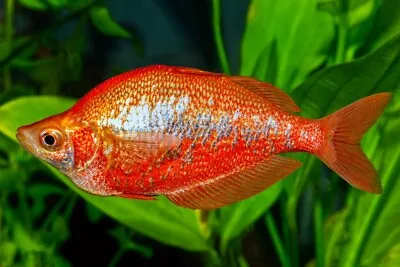 Red Rainbow Fish Glossolepis Incises 4cm • £10