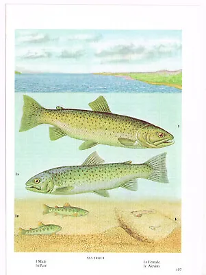 Sea Trout Fish Print Picture Vintage 1972 OBOV#107 • $4.34