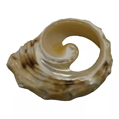 Natural Flat Sea Shell Statement Pendant Women Ocean Jewelry Mermaid 1.5” • $22