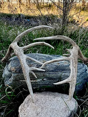 Whitetail Deer Antlers Sheds 166” Long Beams • $160