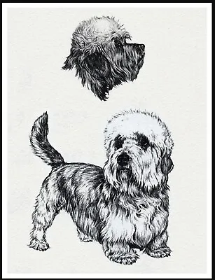 £4.99 • Buy Dandie Dinmont Terrier Lovely Dog Art Sketch Print Poster
