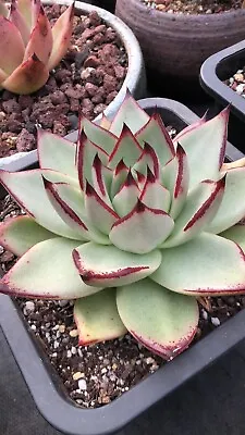 20x Seeds Echeveria Agavoides White Ebony( Mexico Form) Rare • $10