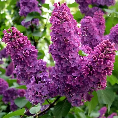 Syringa Vulgaris Ludwig Spaeth - Scented Lilac Garden Shrub • £3.99