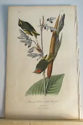 Audubon's Birds Of America 1st Ed. - Plate 132 - AMERICAN GOLDEN-CRESTED KINGLET • $64