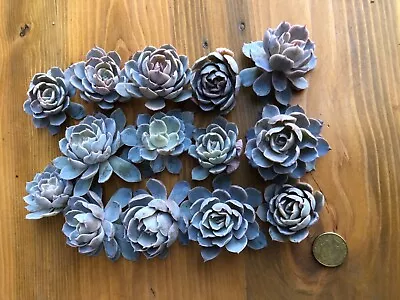 Morning Beauty Echeveria Succulent • $4