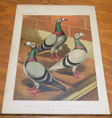 1876 COLOR Pigeon Print//YOUNG OLD BLUE AND SILVER DUN DRAGOONS (LONDON FANCY) • £17.36