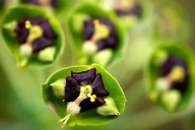 £3.56 • Buy 20 Semi Of Euphorbia Characias Rare Seeds Samen Korn
