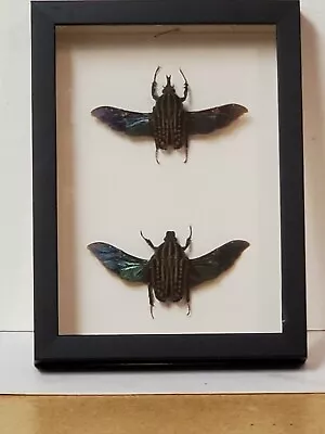 Real Framed Mecynorrhina Savagei  Giant Flower Beetle In Shadowbox Frame • $99.95