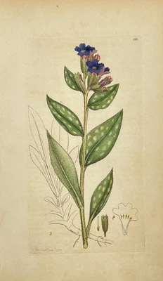 £68.67 • Buy Antique Flower Print - Botanical Art Print - Pulmonary - James Sowerby