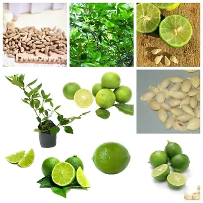 Lime Seeds Organic Key Lime/Lima Seeds Citrus Aurantifolia Seeds 100% Natural • £3.88