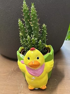 Cactus Plant - Eve’s Needle - Austrocylindropuntia Subulata. In Easter Duck Pot￼ • £7.50