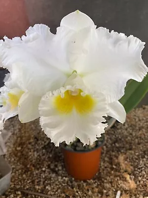 Cattleya Mericlone Seedling Plant...Rlc. Burdekin Dream  DJ  FCC/AOC • $12