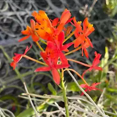 Orchid Plant Epidendrum Radicans Bloom Size • $15