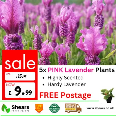 £9.99 • Buy 5x English PINK Hardy Lavender Hidcote Plug Plants Herbs Shrubs Pots L