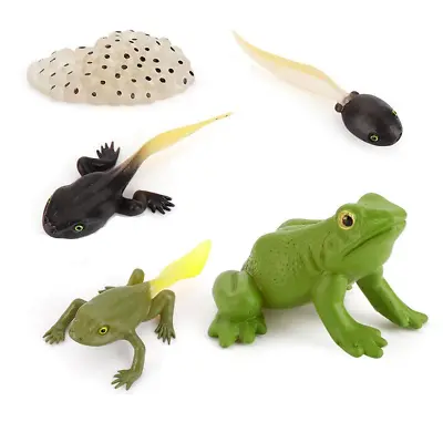 £8.30 • Buy Kids Animals Insects Growth Cycle Toy Set Models Learning Pretend Play Frog