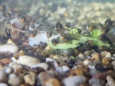 £2.80 • Buy 5+ Bladder Snails 🐌 Physella Acuta & Snail Food Algae Clean Up Pond Tank Food