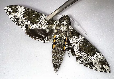 FARM RAISED RUSTIC SPHINX MOTH - Manduca Rustica - So Florida • $80