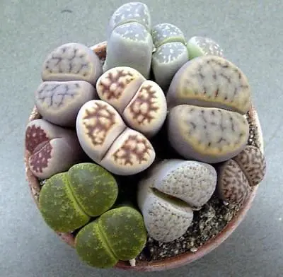 Lithops / Living Stones ~ 50+ Seeds Mixed Varieties ~ High Quality Seed!  • £2.25