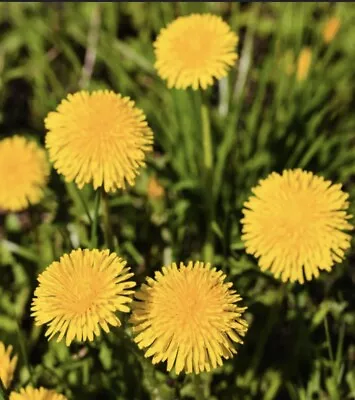 Dandelion Seeds 100 Taraxacum Officinale Tortoise Rabbit Food Perennial Herb • £1.09