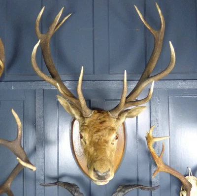 £1195 • Buy Large Vintage Taxidermy Mounted Royal Stag Deer Head And Antlers #2 Rwi5384