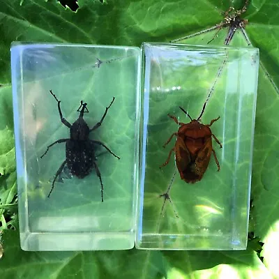 Wonderful! Pair Of Real Insects In Acrylic / Resin Blocks - Paperweights - No.26 • £7.50