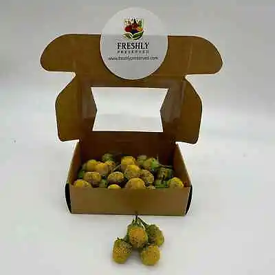 Freeze Dried Edible Buzz Buttons • £16.06