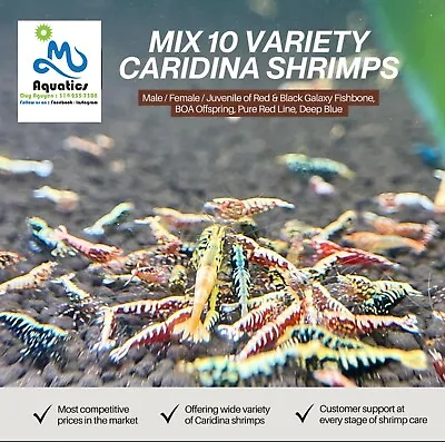 10+1(doa)  Caridina Shrimps  Grade AAA - Very Cutie Shrimp- Overnight Shipping • $54.89