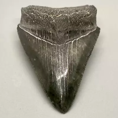 Very Nice Sharply Serrated 2.72  Fossil MEGALODON Shark Tooth - Sarasota FL • $99