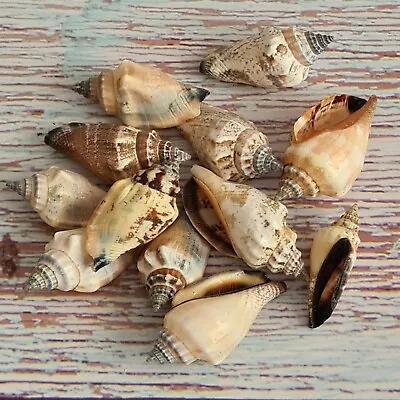 Small Conch Seashells Pk 10 Craft Shells Sea Shell Decor  Hermit Crab Shells • £3.95