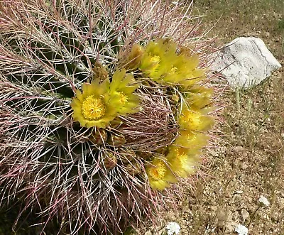 Ferocactus Cylindraceus 'California Barrel Cactus' Seeds • £2.35