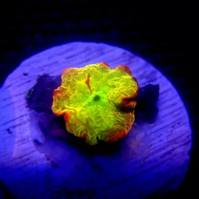 Jawbreaker Mushroom Coral WYSIWYG IC 3313 - Indigo Corals - JB • $78