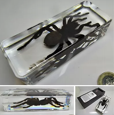 £18.95 • Buy Real Insects Range XL Tarantula Spider - Information Card On Display Gift Box