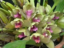 $16 • Buy ORCHID -Bifrenaria Inodora - UNUSUAL PRETTY SPECIES - FRAGRANT