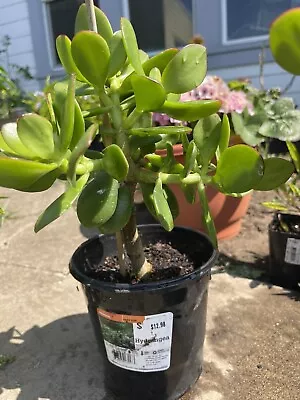 LARGE 1+ FOOT Rooted Jade / Money Plant Live Bonsai Tree Start • $18