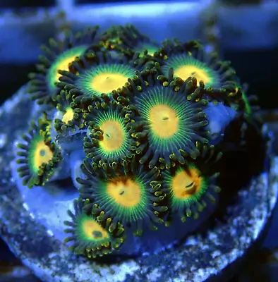 Lovely WYSIWYG Orange Centre Gold Lash Zoanthid Zoa Zoas Coral Frag-Marine LPS • £0.99