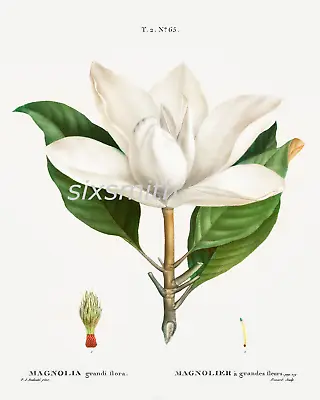 Magnolia Vintage Borderless  Fine Art Giclee High Res 8x10 Botanical Print  • £14.47