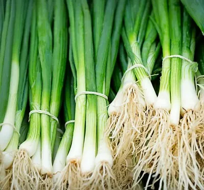 £1.99 • Buy Spring Onion Seeds - Qty 500 - Long White Ishikura - Vegetable Seeds